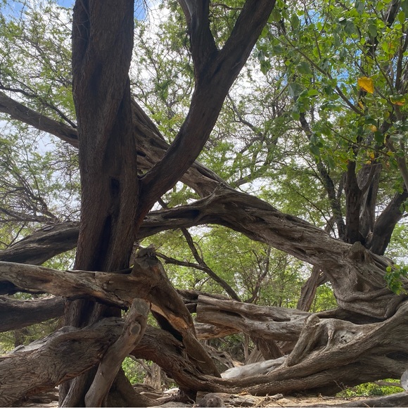 Meet your Posher, Jan - Picture 1 of 1